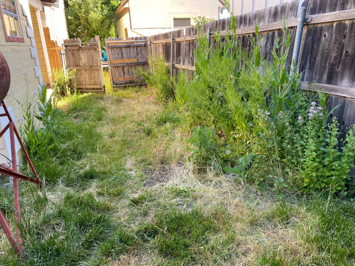 Before and after pass way mowed and weeded, before