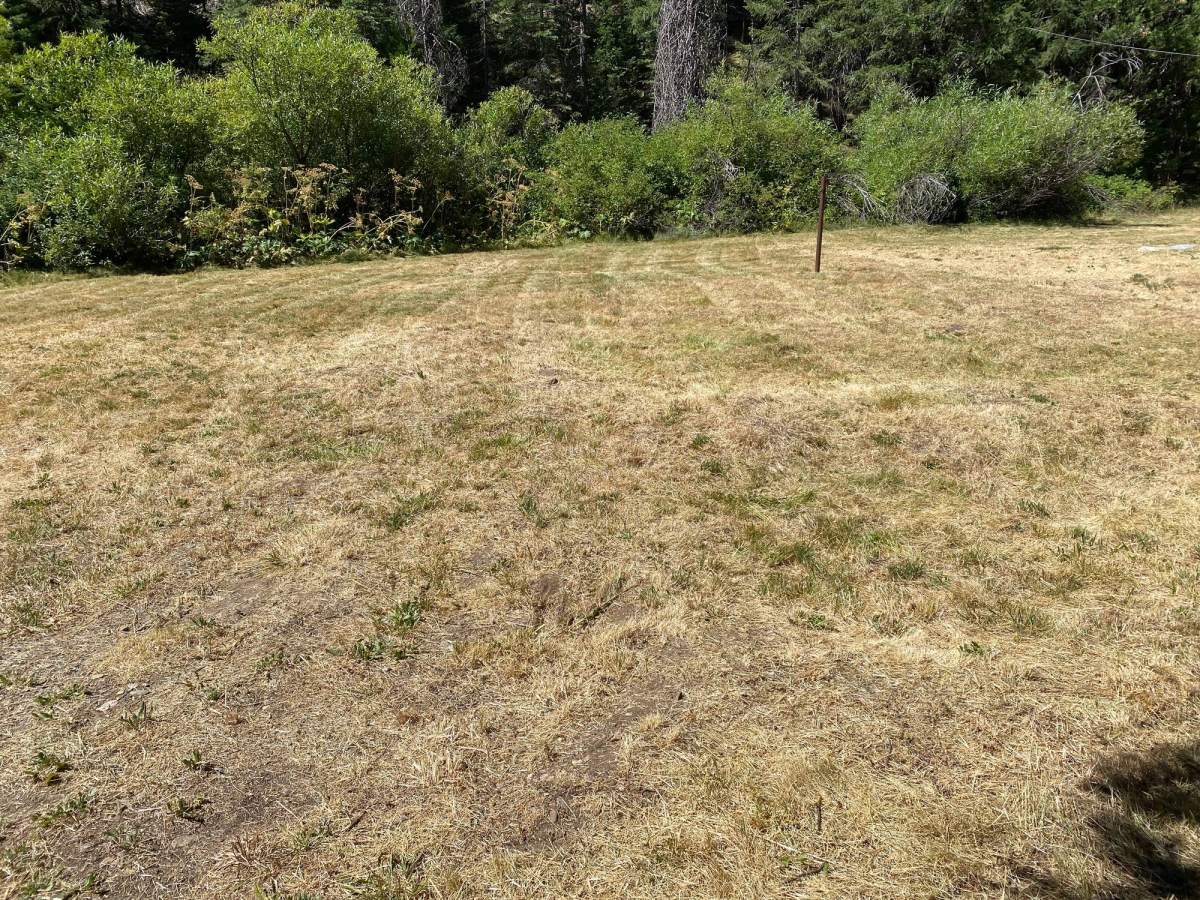 Front lawn mowed down from 5ft and made manageable, after