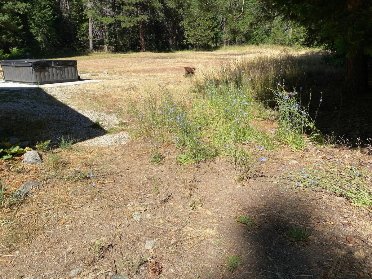 Weed wacking for a client near Bucks Lake, before