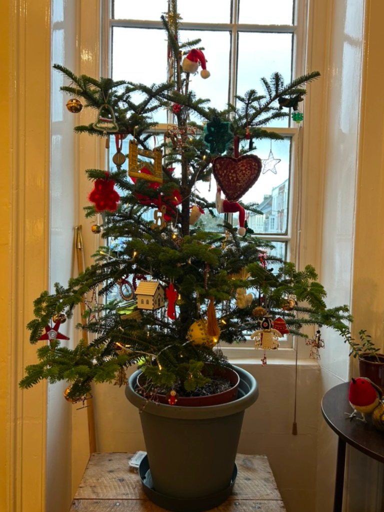 A living Christmas tree from The Nunhead Gardener - Main image
