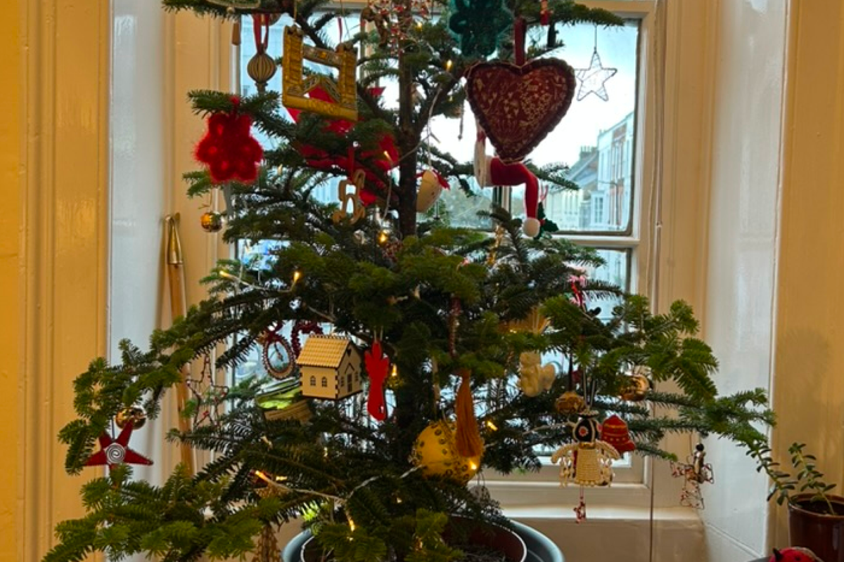 A living Christmas tree from The Nunhead Gardener