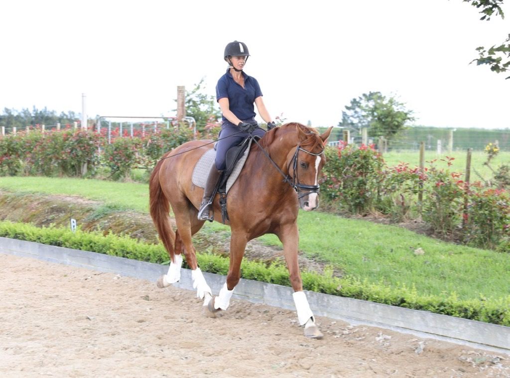 Becoming A Dressage Athlete