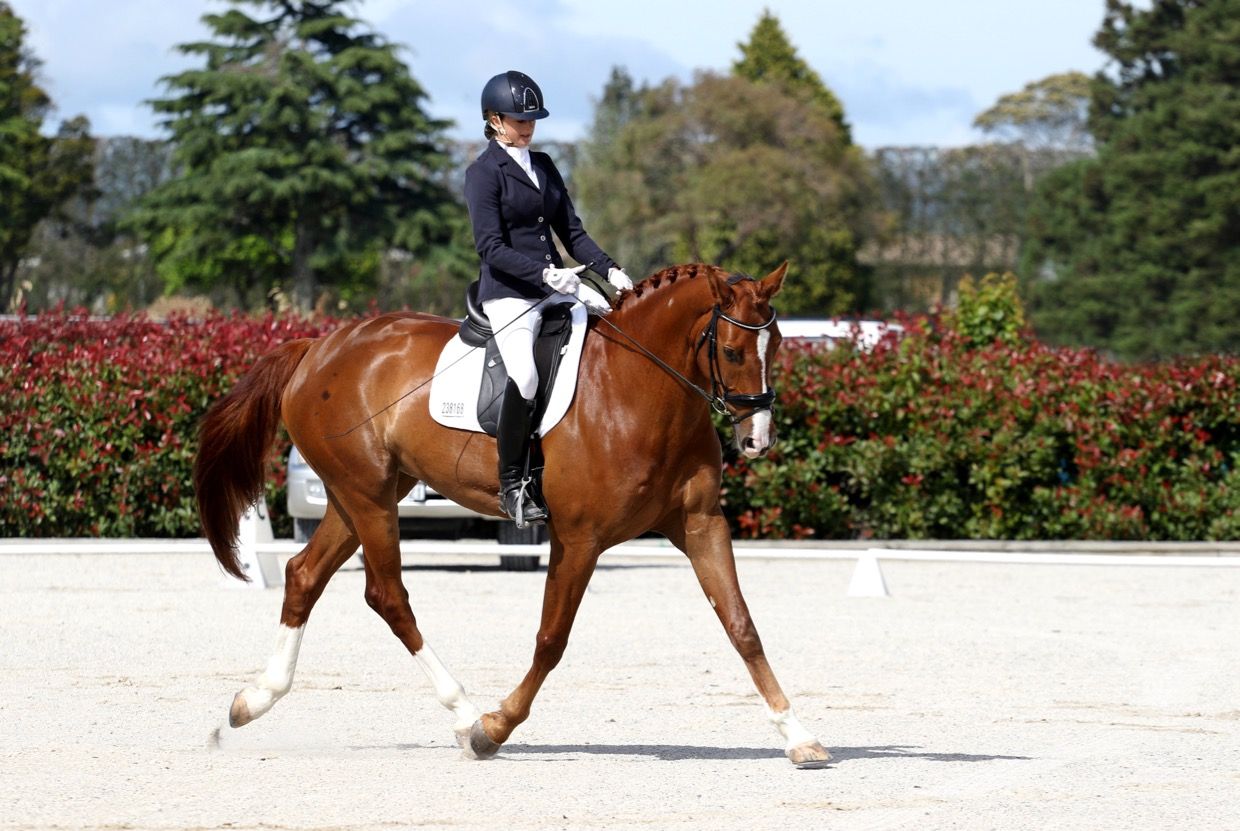 What Is Dressage And How Do You Get Started