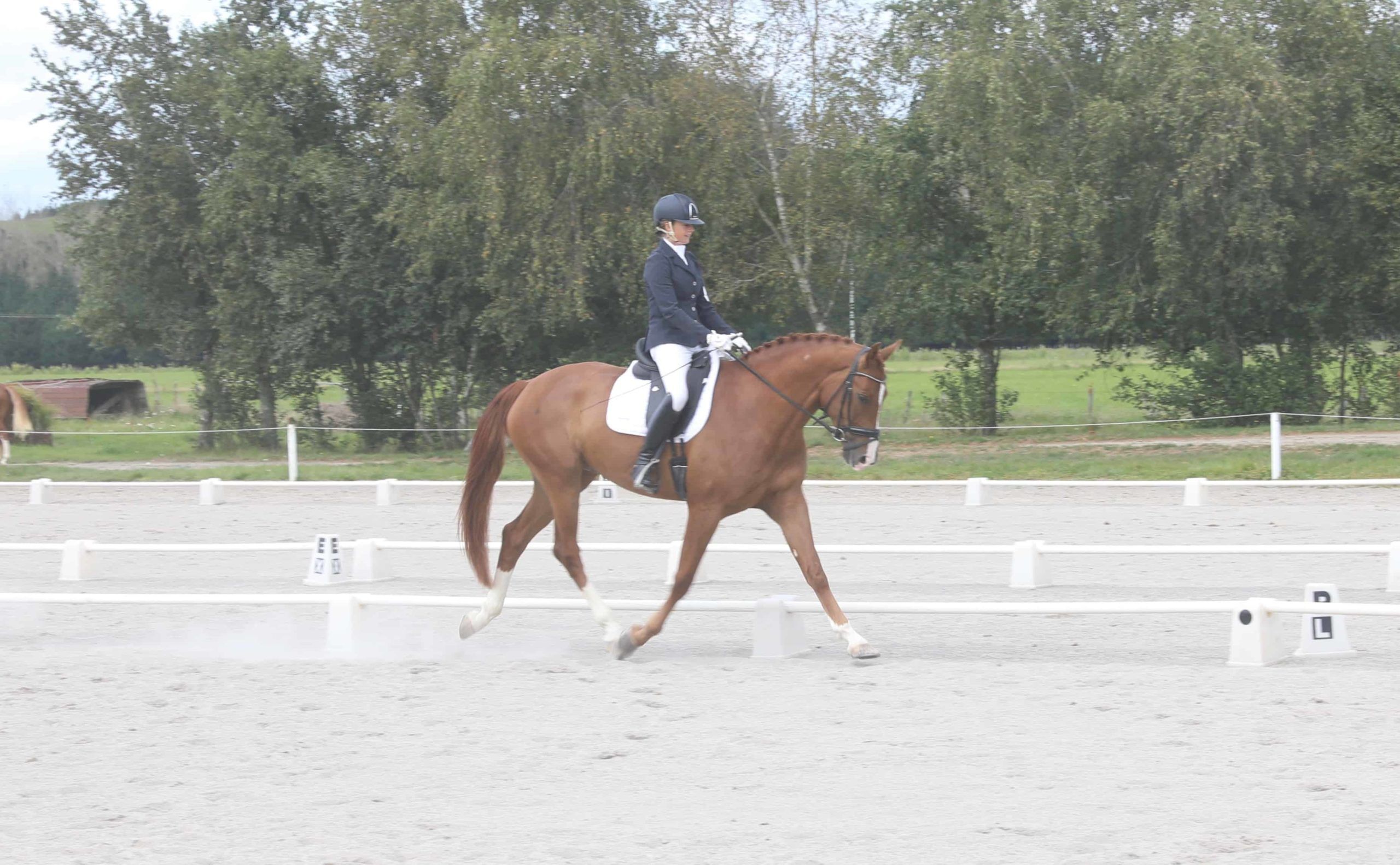 A Celebration To The Equestrian Community