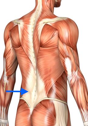 Understanding Your Fascia And It's Role In The Saddle