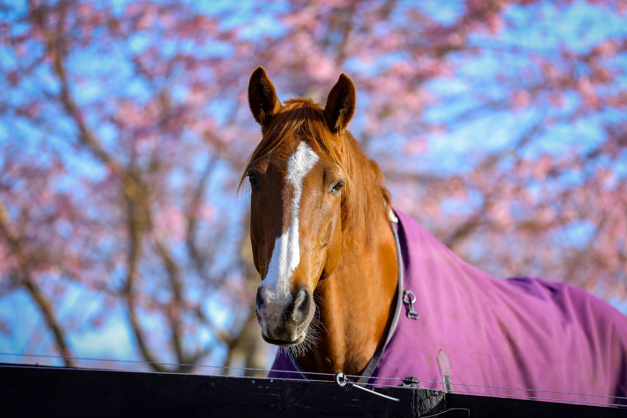 Dressage Riding Through Menopause: How to Stay Strong and Ride with Confidence