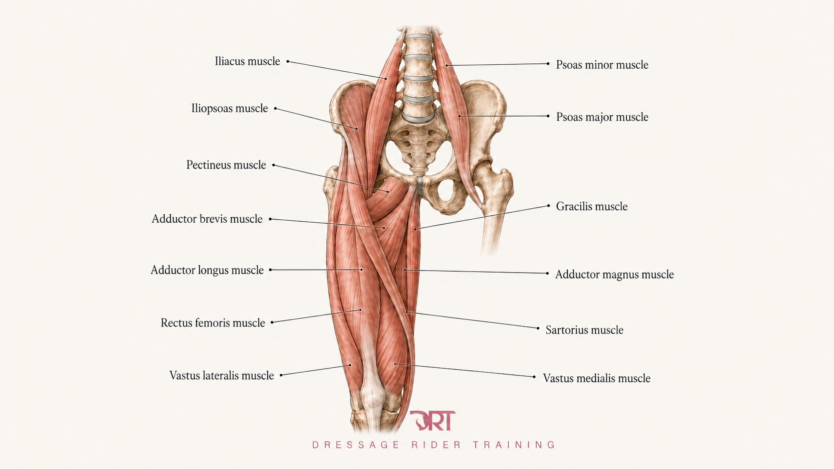 The muscles at the front and inside of the hip influence how freely the thigh can move within the socket and how comfortably the leg can drape around the horse.