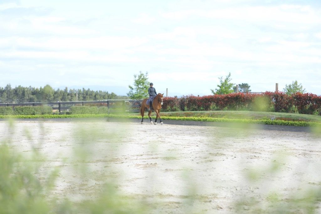 Legs dressage