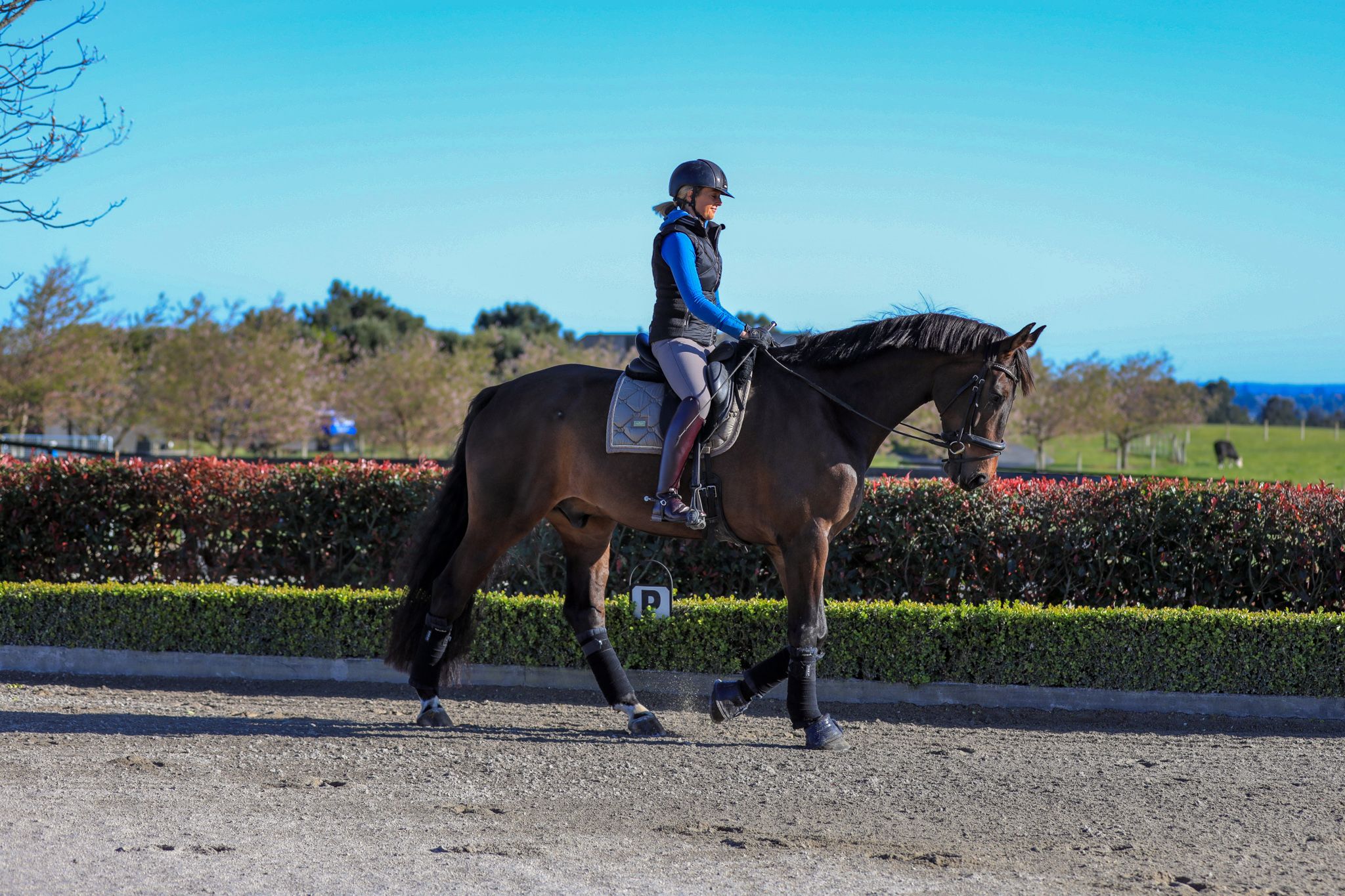 How to apply the dressage scale of training to your training at home