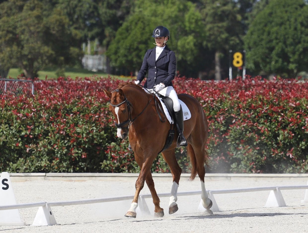 learn-the-basics-of-dressage