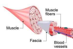 Understanding Your Fascia And It's Role In The Saddle