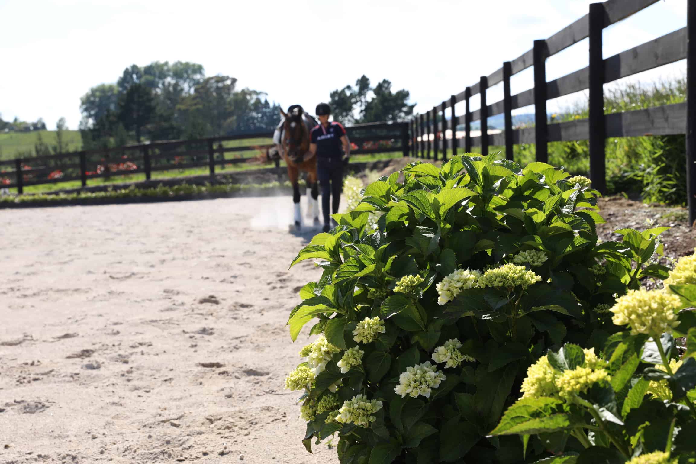 Embracing Incompetence In Your Dressage Riding