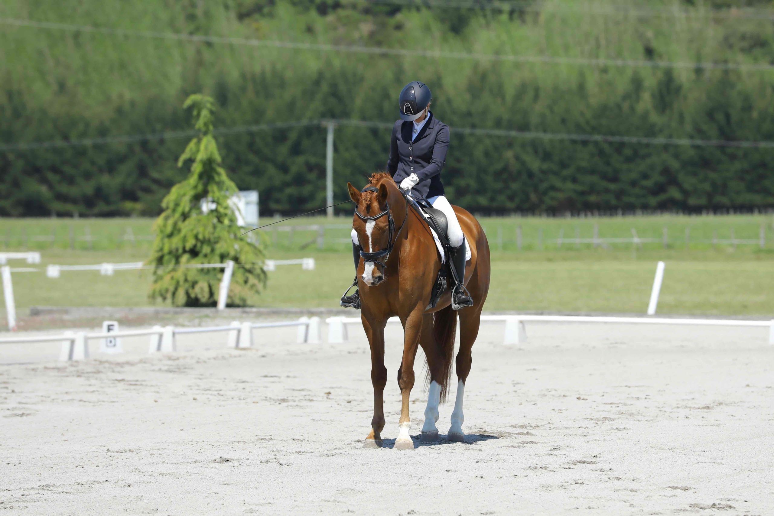 Dressage Competition Nerves And How To Perform At Your Best