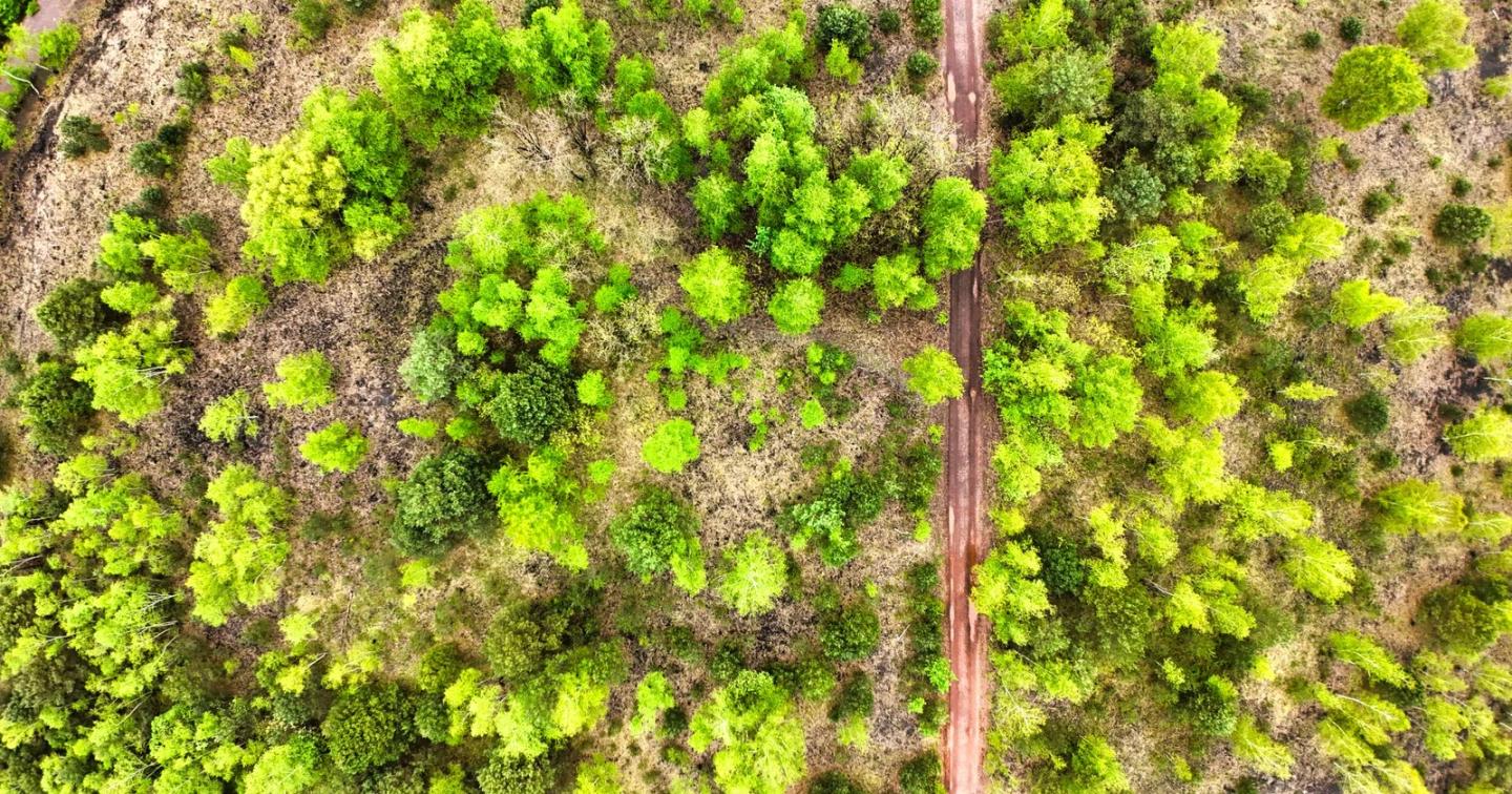 Aerial shot showcasing a vibrant green forest with a winding dirt path cutting through.