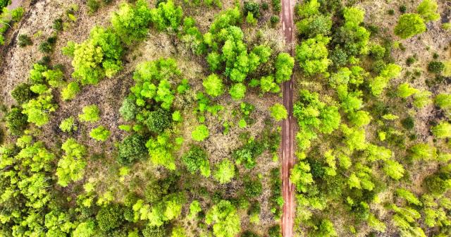Aerial shot showcasing a vibrant green forest with a winding dirt path cutting through.