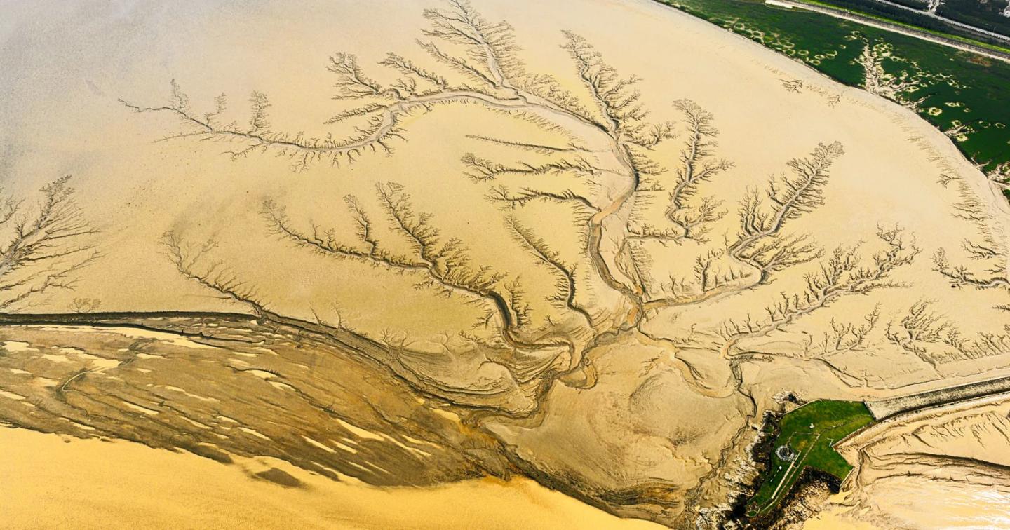 Branching tidal channels forming irregular patterns across golden river sediment, seen from above.