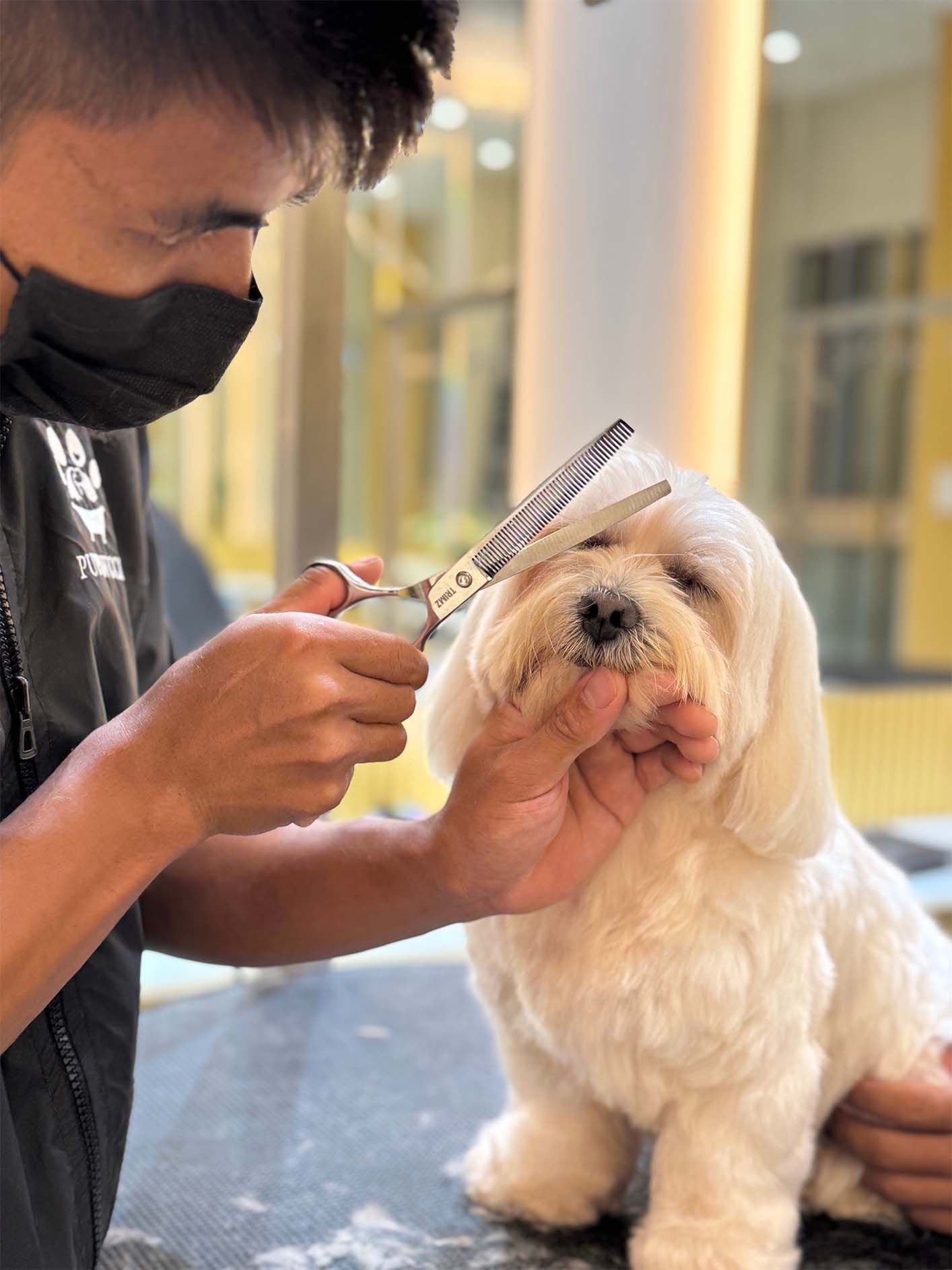 Puppawccino  brand image