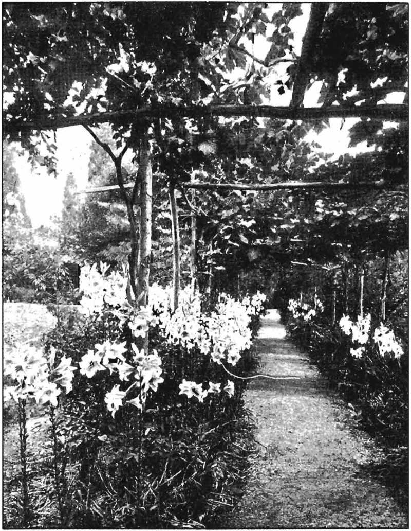 174. Trellised Walk | A Pattern Language Index