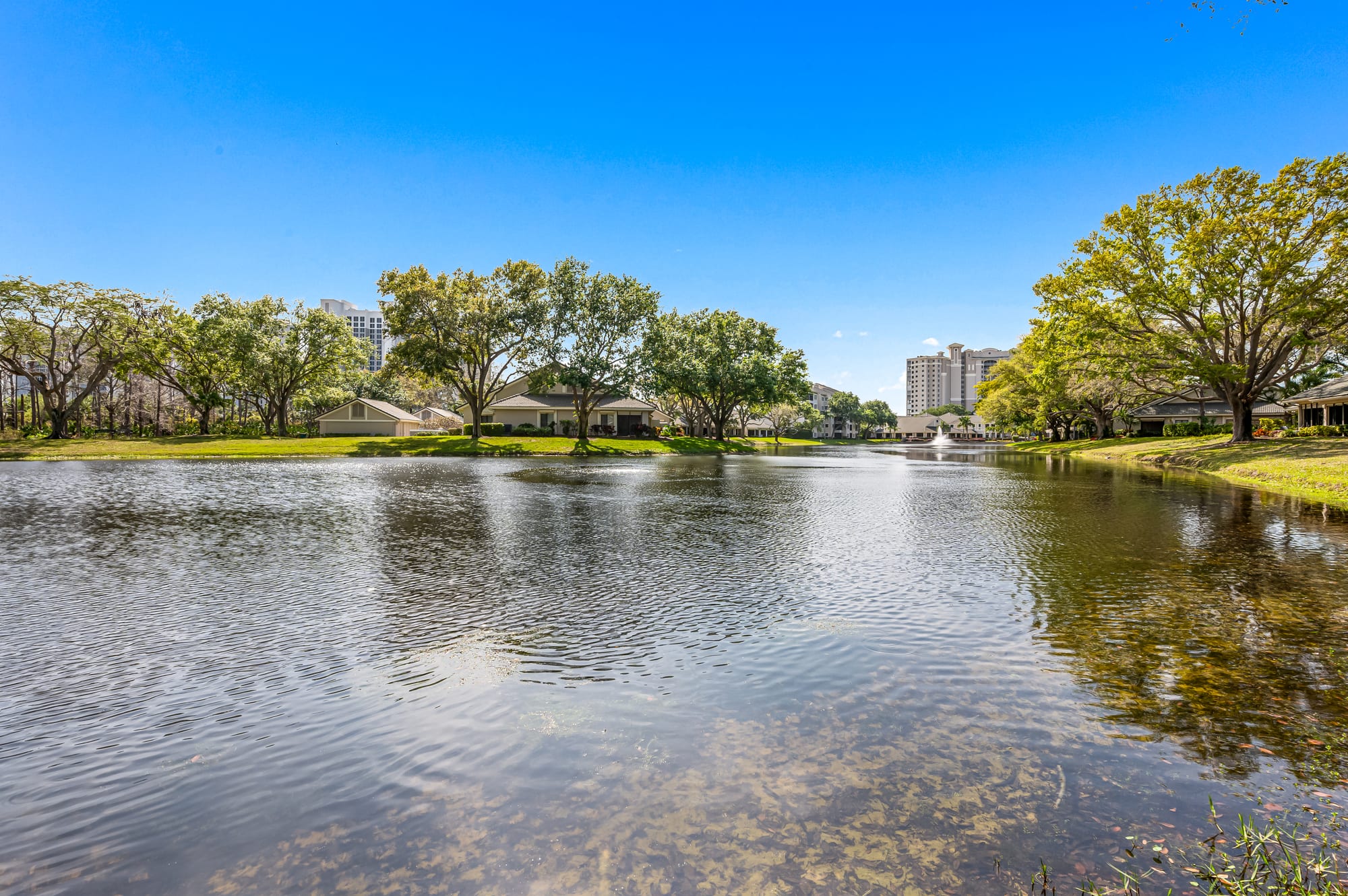Arbor Lake under a blue sky, with the mid-rise buildings and Tower Pointe beyond the oaks