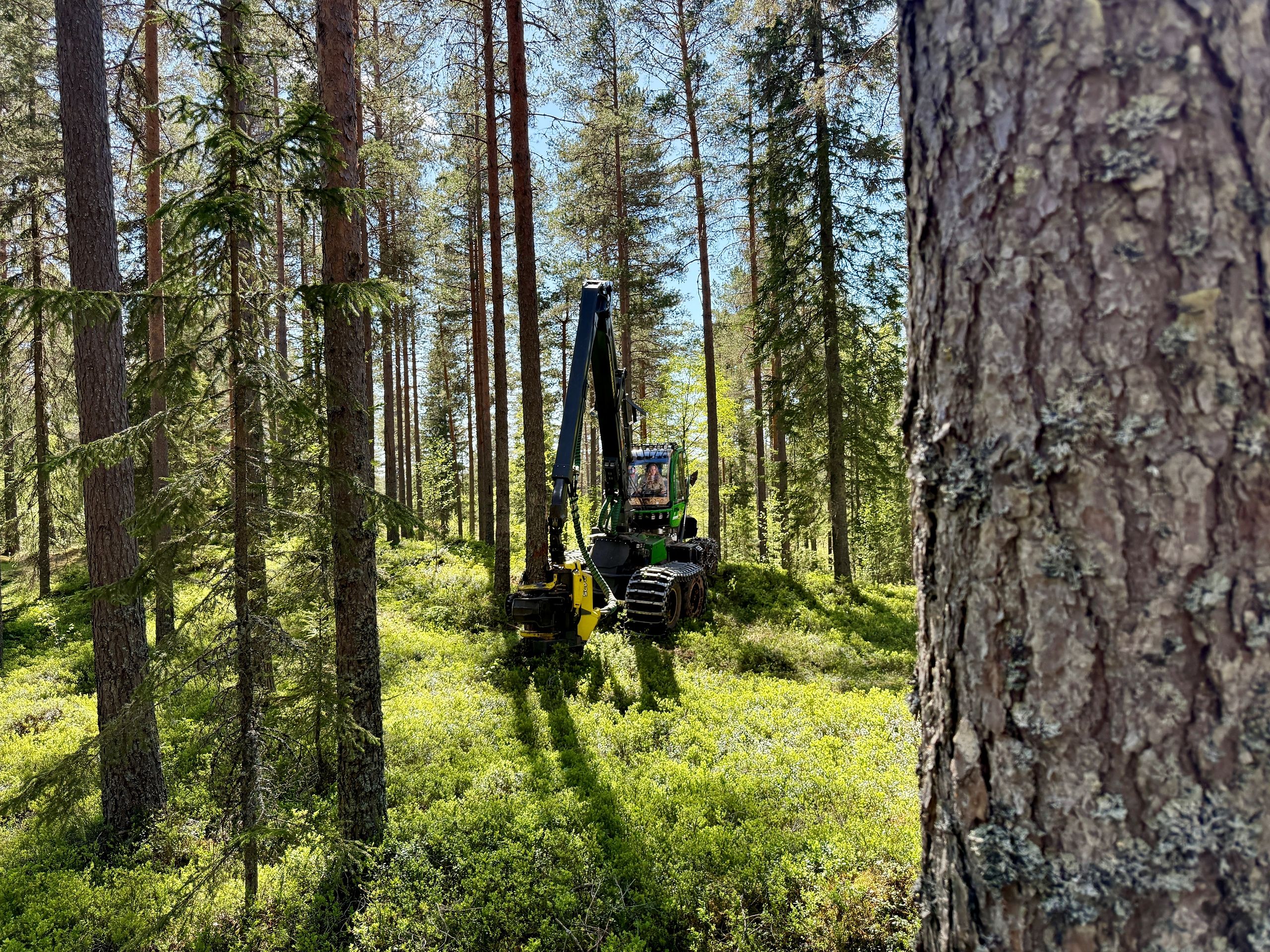 Over 70 prosent av despurte svarer at skogbruket er viktig for jobbskaping, verdiskaping og vekst i distriktene.