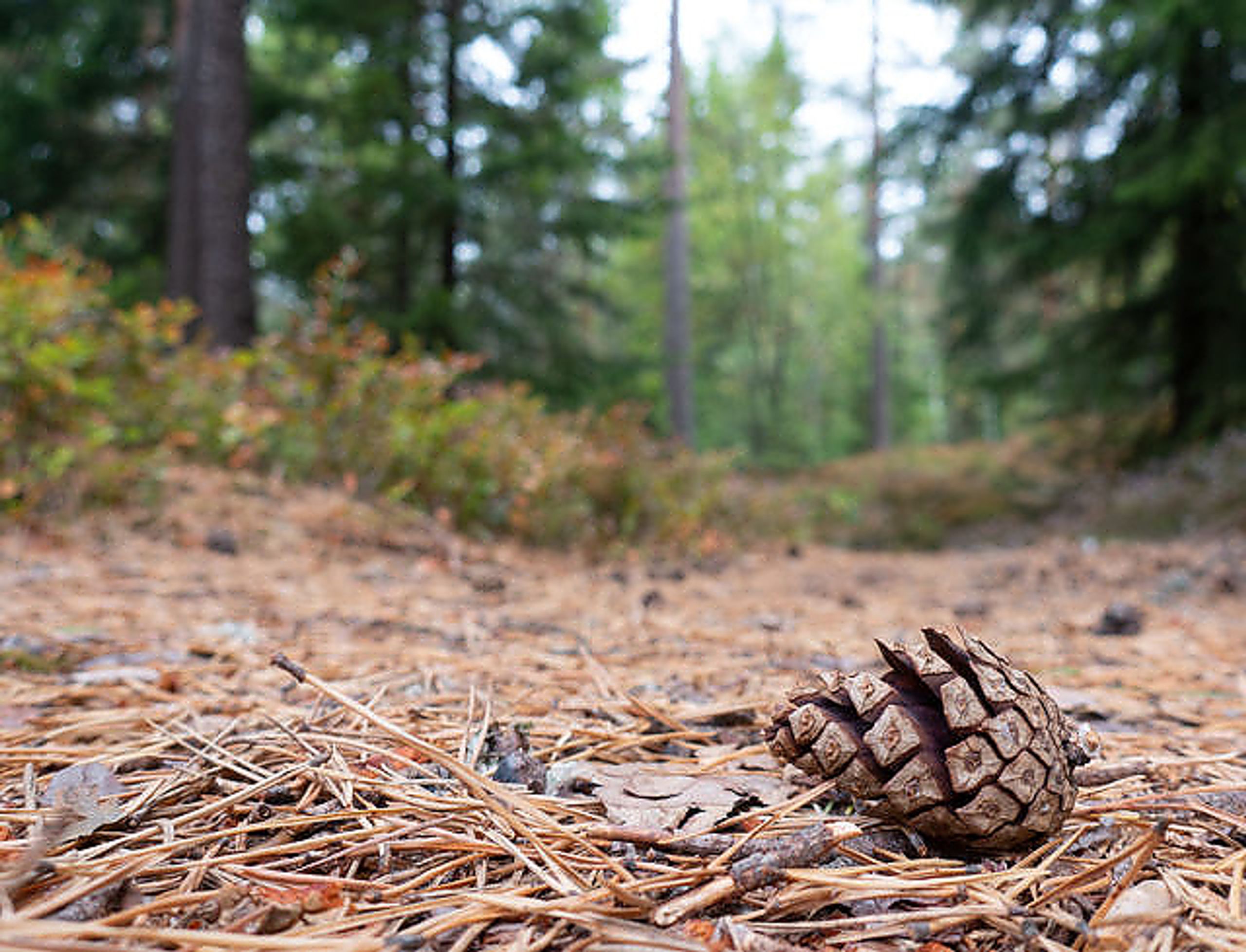 Illustrasjonsbilde skog.