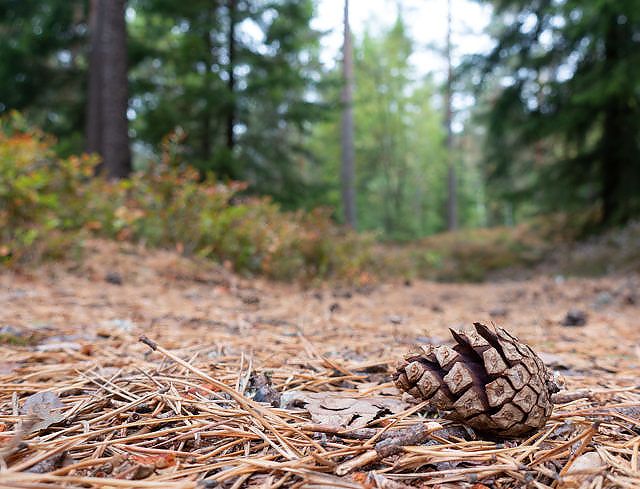 Illustrasjonsbilde skog.