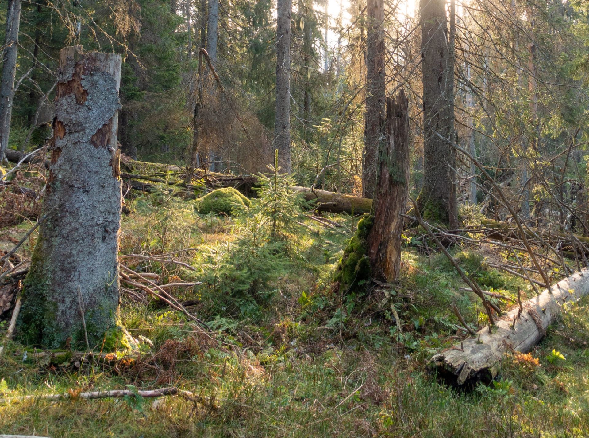 Miljøsertifiseringen av norsk skogbruk gjør at skogeiere setter av områder som er spesielt viktige for biologisk mangfold i nøkkelbiotoper. Samlet sett er det satt av én million dekar skog fordelt på 70 000 slike. Foto: Ida Aarø