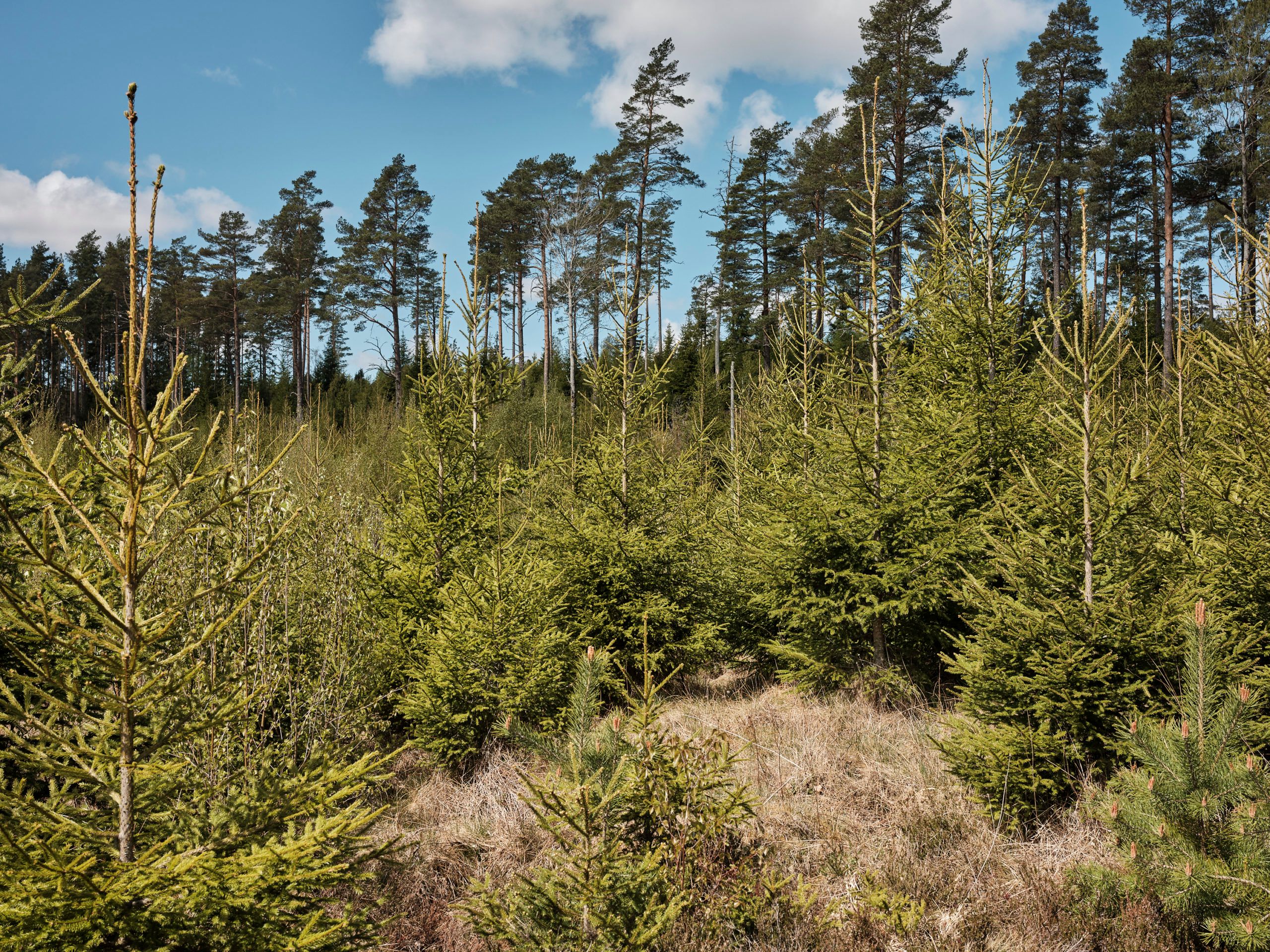 Skogen spiller flere viktige roller i klimasammenheng, både gjennom å binde og lagre CO2 og gjennom å produsere fornybare ressurser som kan brukes til å redusere utslipp i andre sektorer.