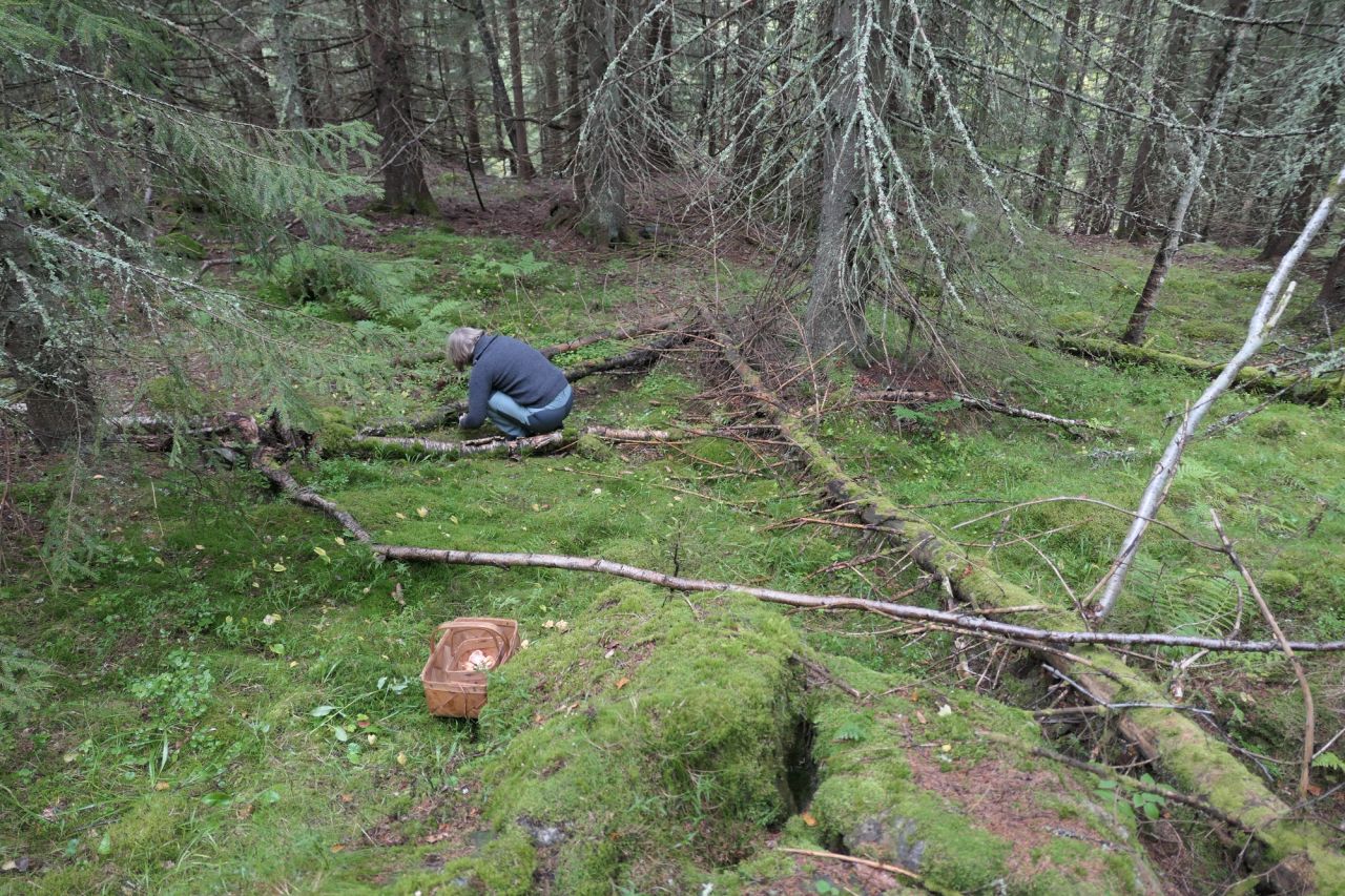 Traktkantarell finnes ofte der grana står tett og mosen ligger tykk
