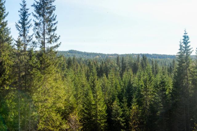 Boreal skog som skjøttes binder mye karbon.