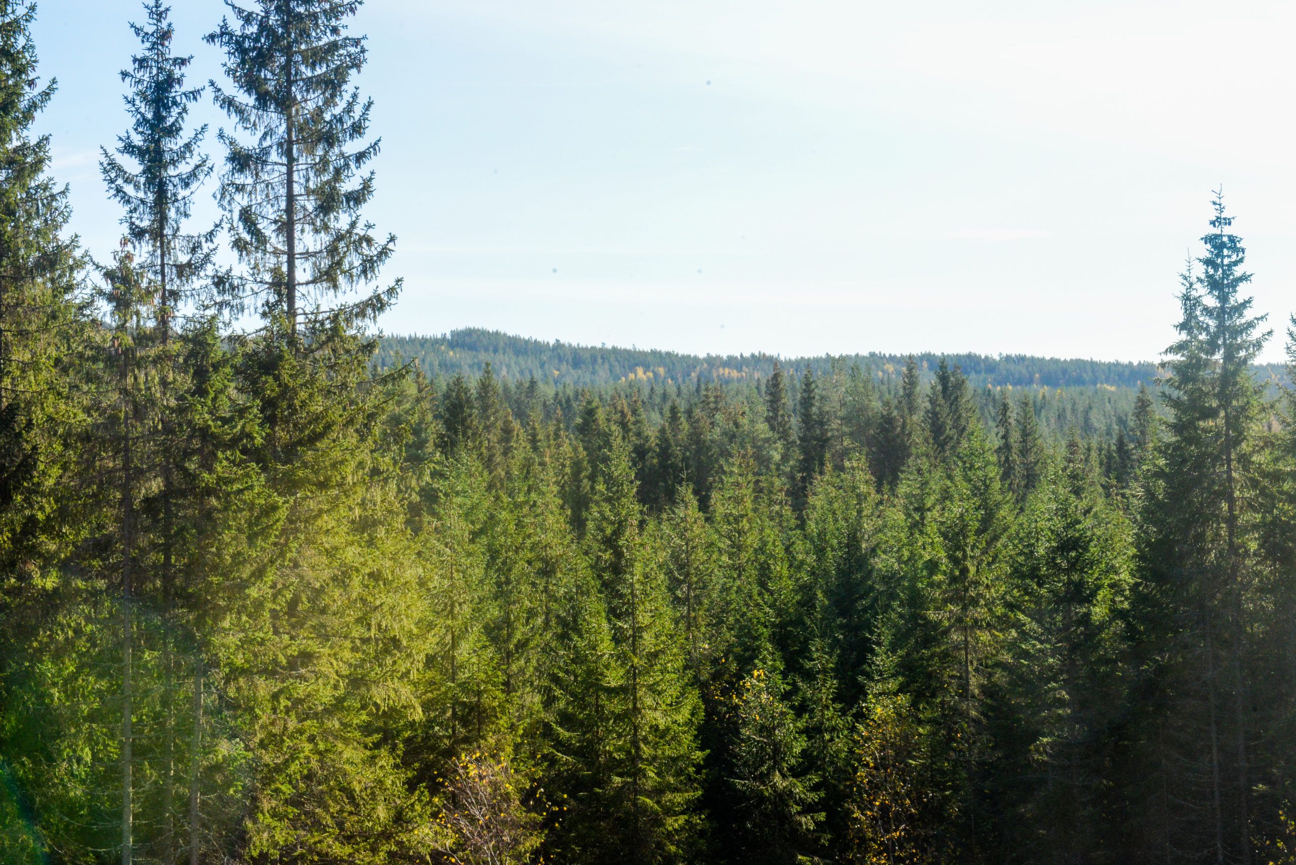 Boreal skog som skjøttes binder mye karbon.