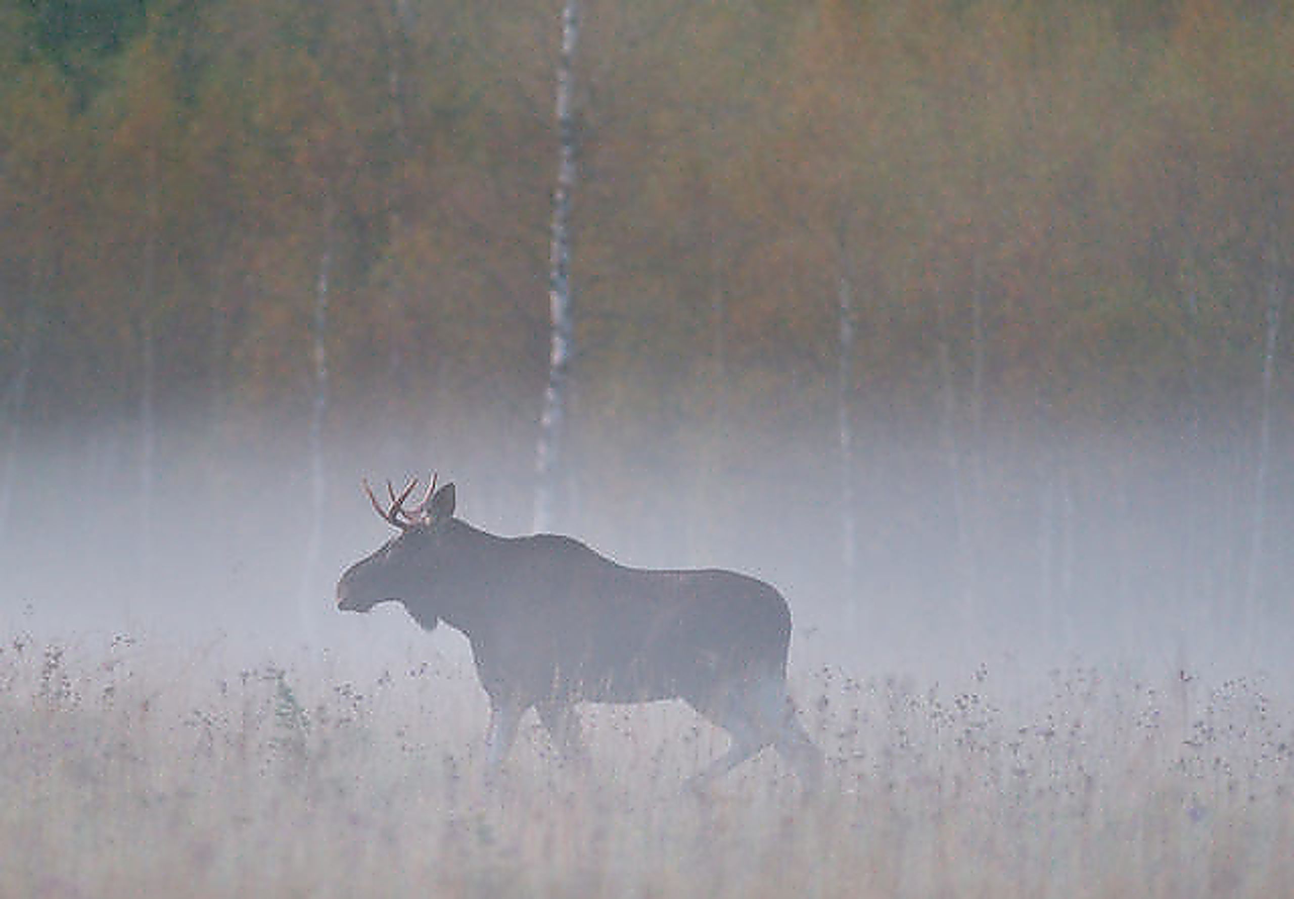 Jegernes observasjoner har stor betydning for overvåkning og forvaltning av hjorteviltet. Foto: Shutterstock