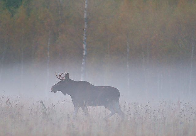 Jegernes observasjoner har stor betydning for overvåkning og forvaltning av hjorteviltet. Foto: Shutterstock