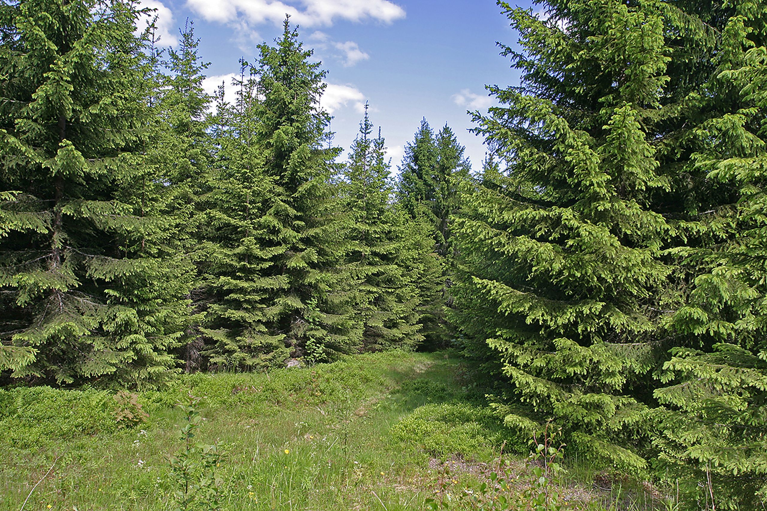 Illustrasjonsbilde skog.
