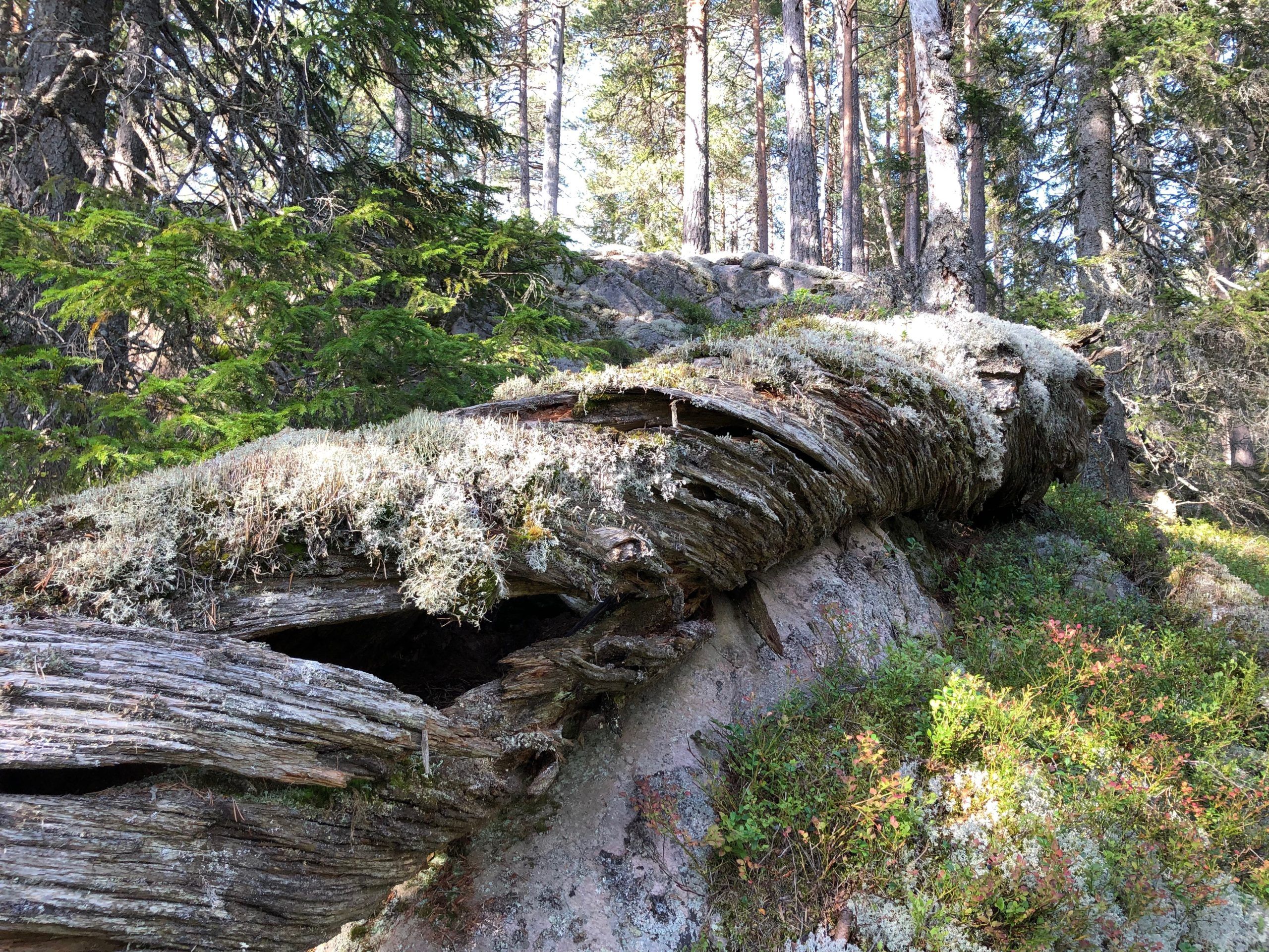 Foto: Svein M. Søgnen