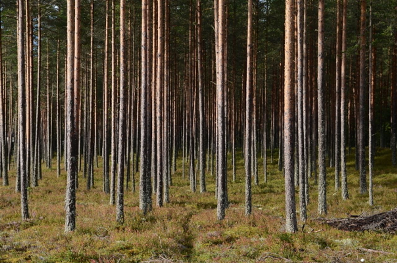 Et rent furubestand. Foto: Anders Hals.