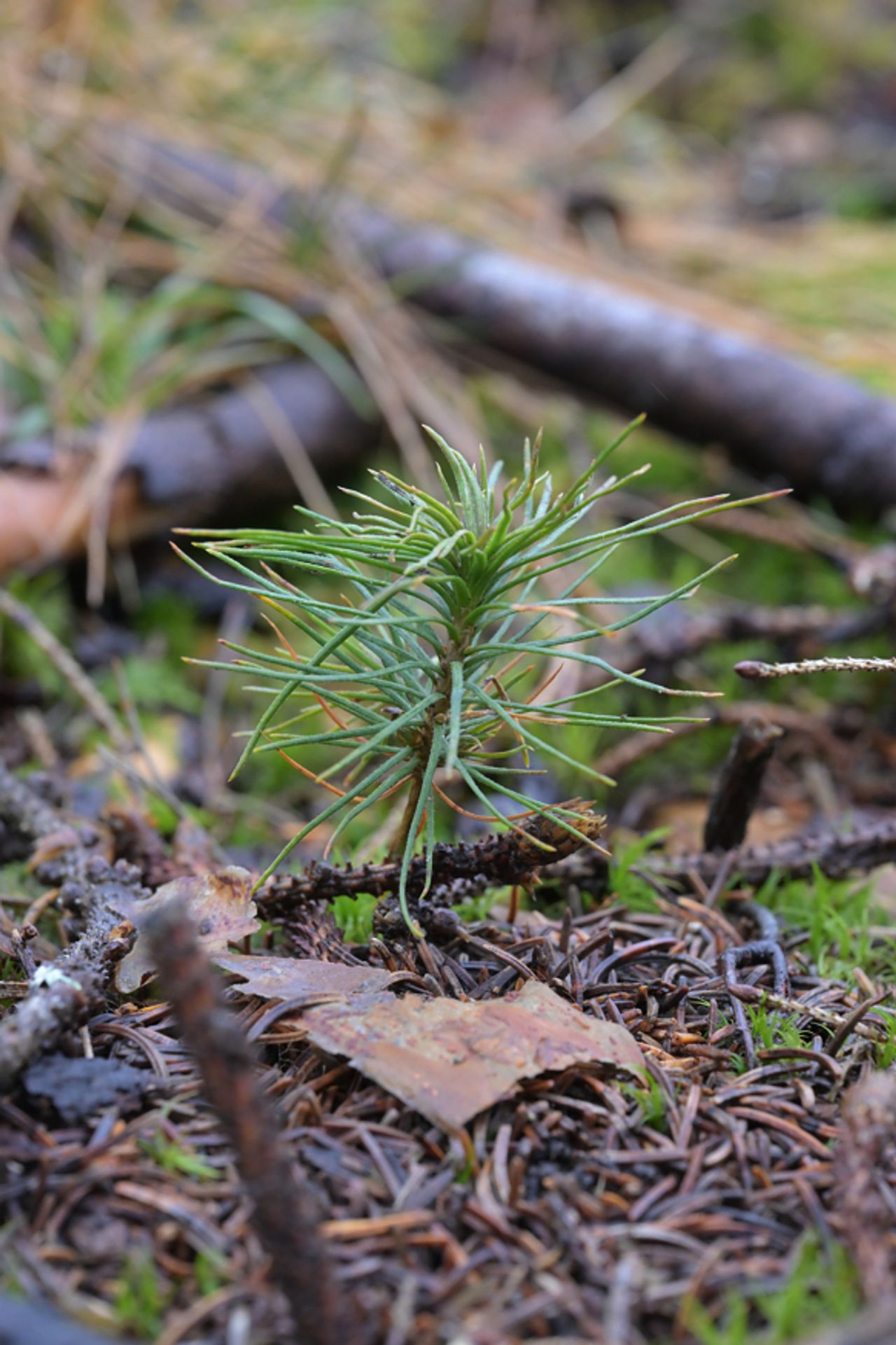 Legg merke til om du ser de bittesmå og forsiktige plantene som kommer naturlig på stedet. Her er det ei lita furu. Mange planter bare gran, og da kan naturlig frødde furuer være spesielt velkomne.
