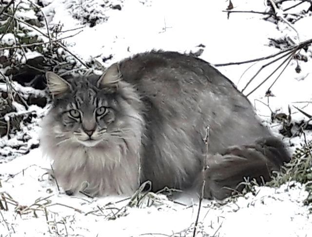 Mange er glade i sin familiekatt, men som art er katten innført til landet, og mange lever vilt.