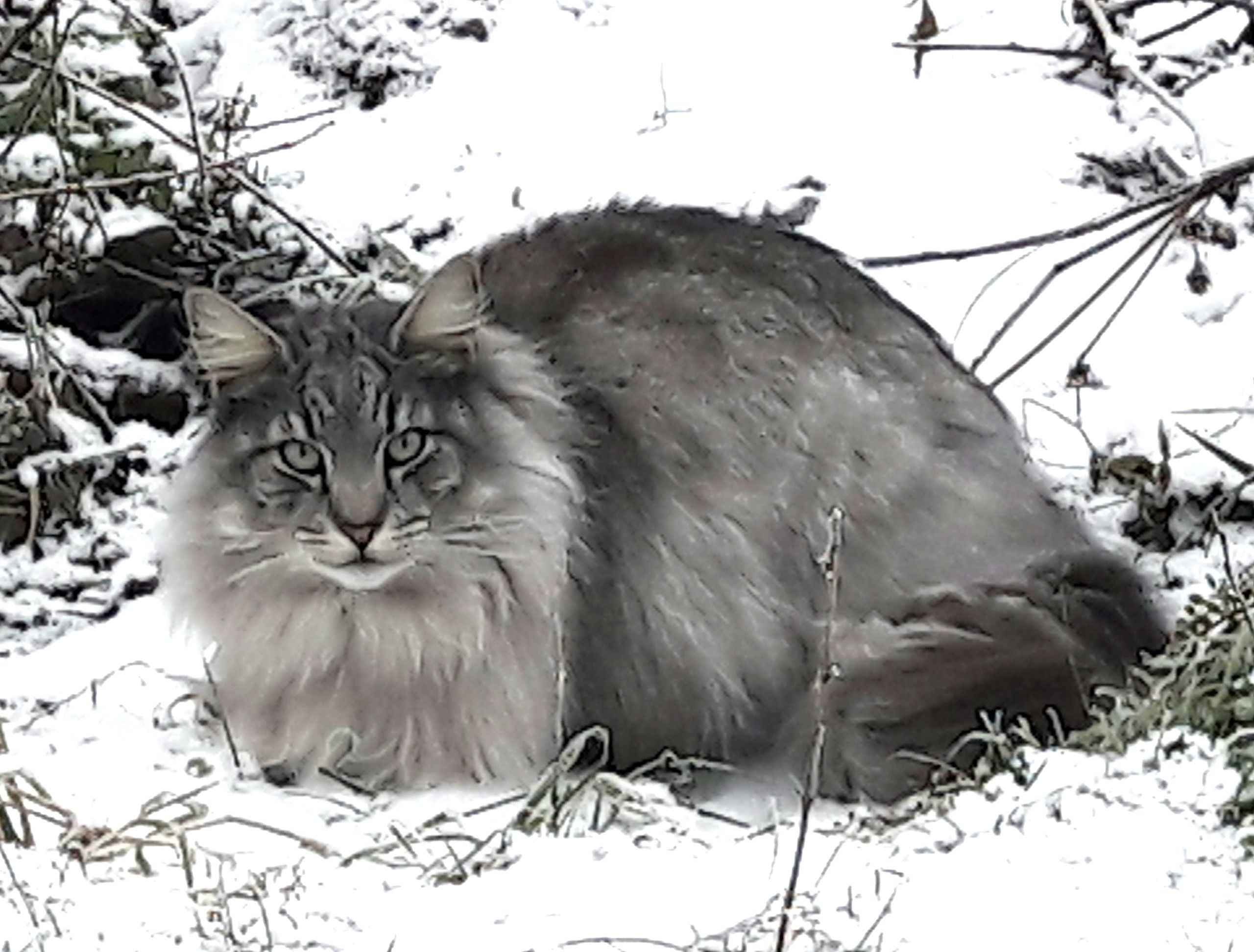 Mange er glade i sin familiekatt, men som art er katten innført til landet, og mange lever vilt.