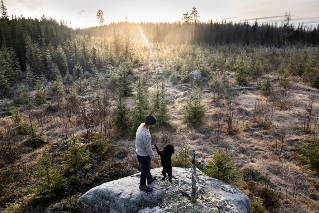 Mann står på en stein sammen med en svart hund og ser utover et skogområde med ungskog i lav vintersol.