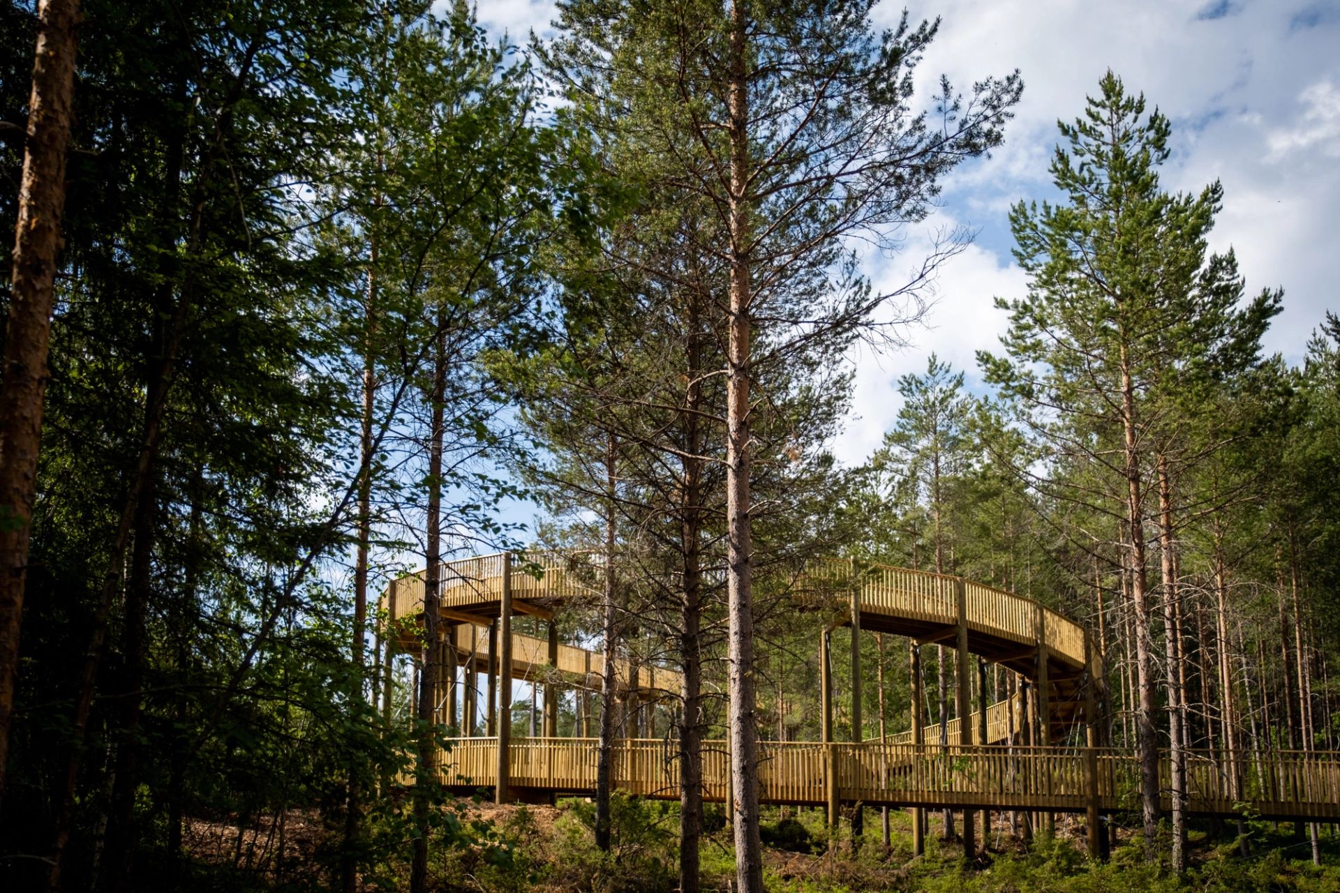 FOR ALLE: Tretoppvegen er gratis og målet med prosjektet har vært at alle skal få oppleve utsikt, uavhengig av funksjonsevne. Foto: Ragnhild Erevik Fosse