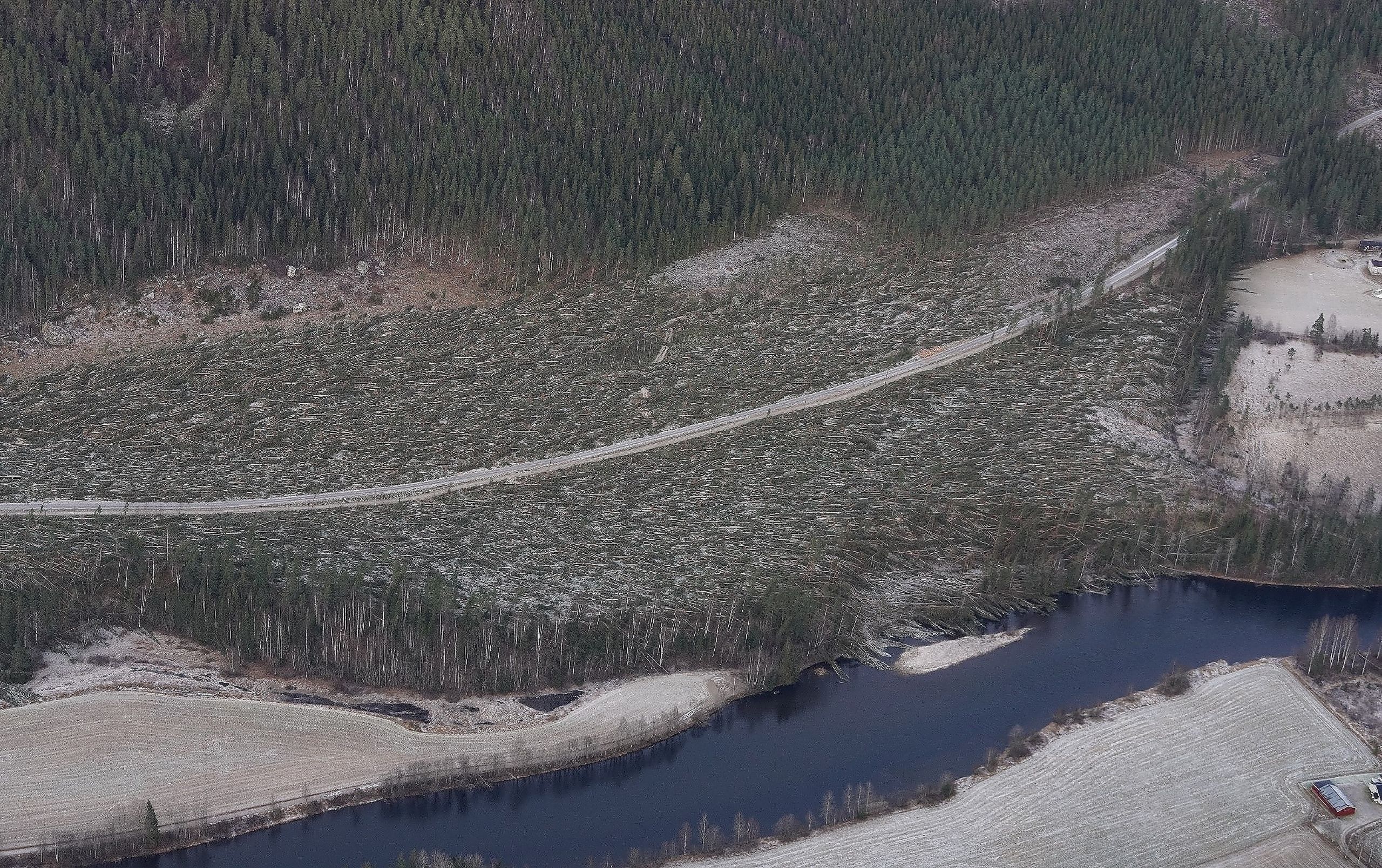 STORE SKADER: De siste månedenes uvær har ødelagt mye skog på uvanlig kort tid. I mange tilfeller mangler eierne forsikring mot stormskader. (Illustrasjonsfoto: Pegasus, Skogbrand )