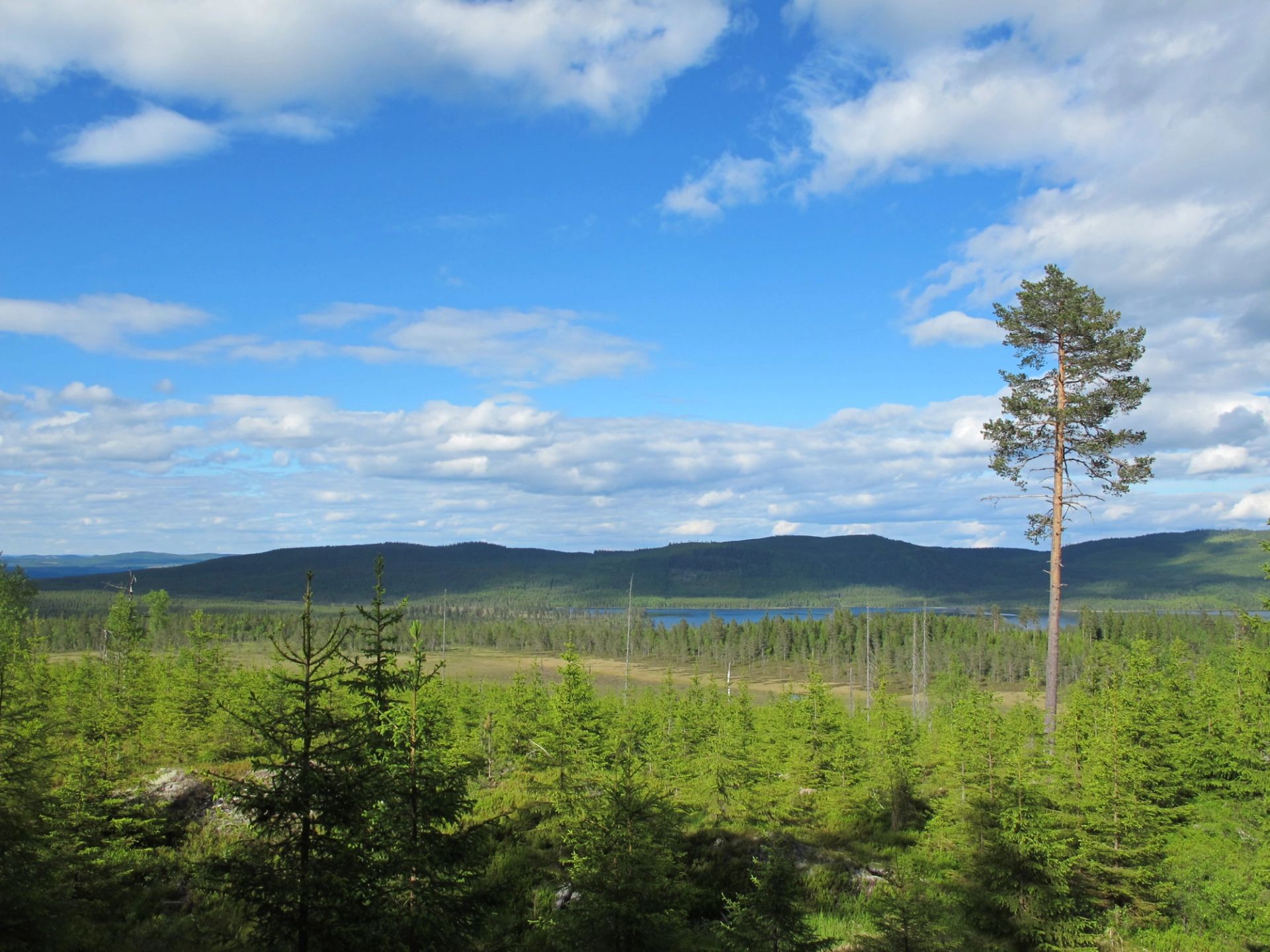 Etablert granforyngelse. Her har det vært plantet etter hogst, gjensetting av frøtre gir innblanding av furu i bestandet. Foto: Hans Asbjørn Sørlie