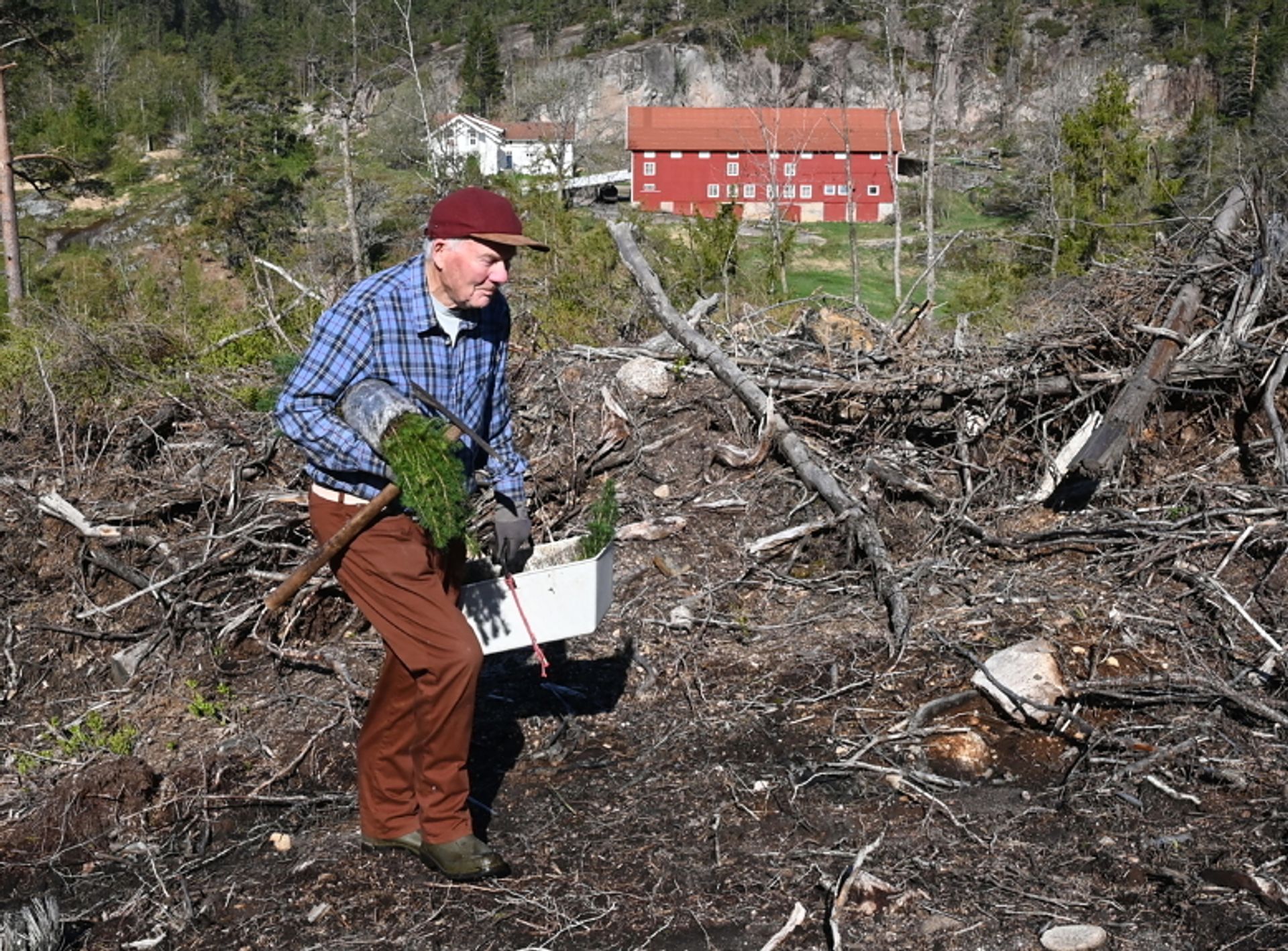 SPREK. Olav Hardeberg arbeider alene i skogen. senioren tar seg godt frem der han planter for fremtiden