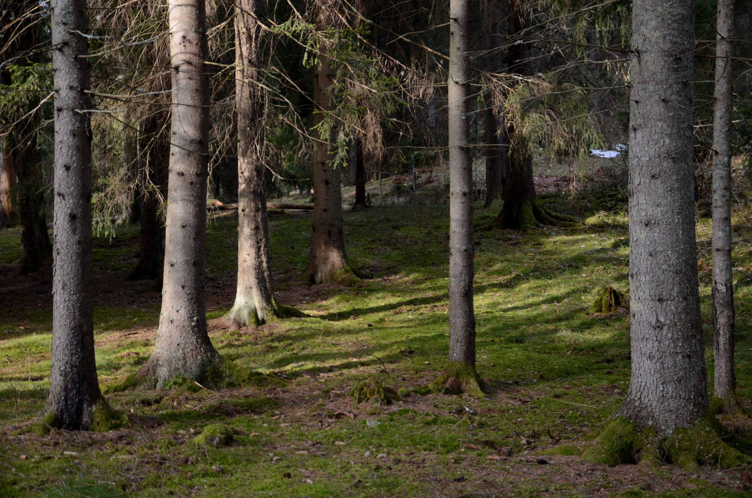 Gammel granskog