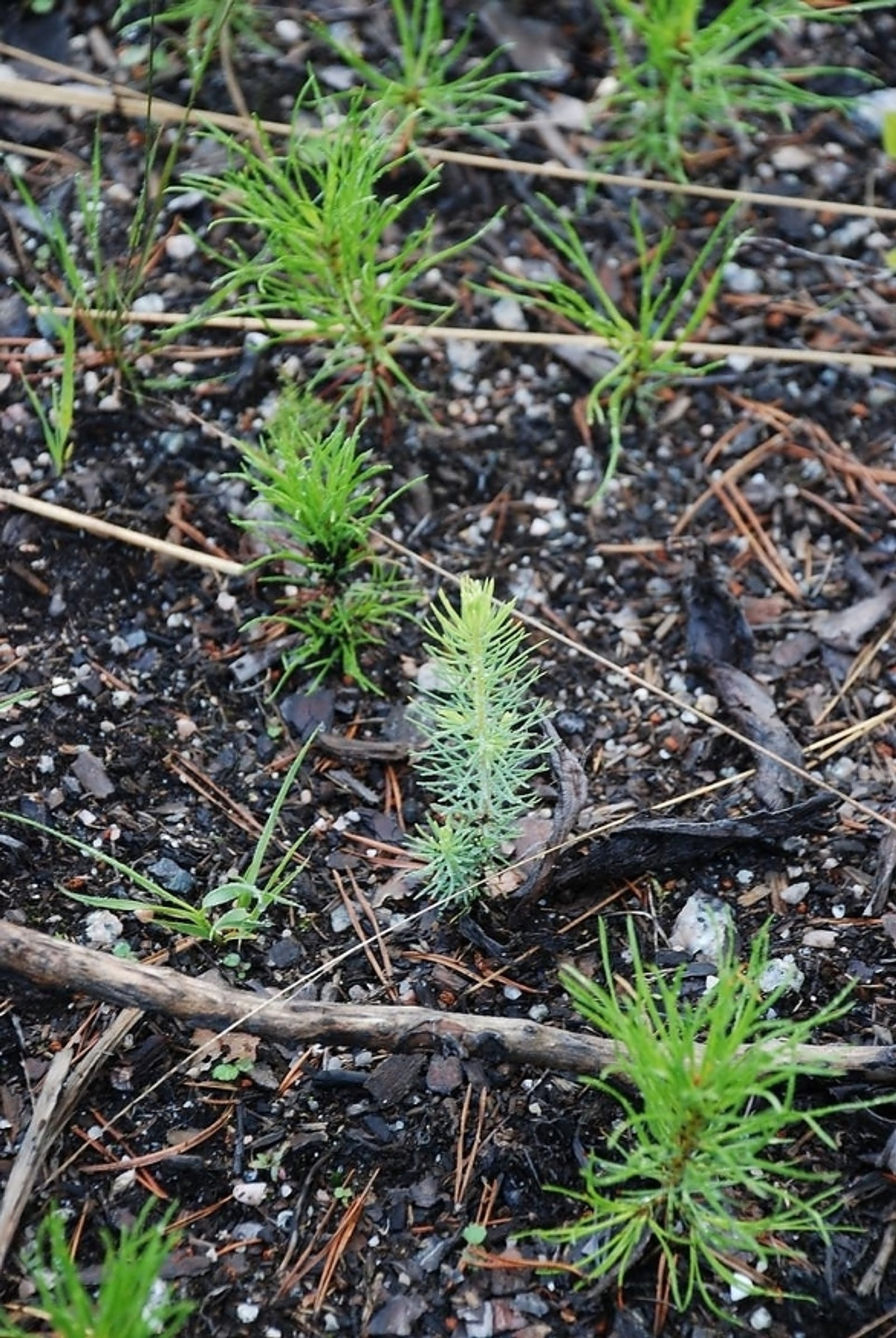 Markberednings-flekk med naturlig foryngelse. Foto: Anders Hals