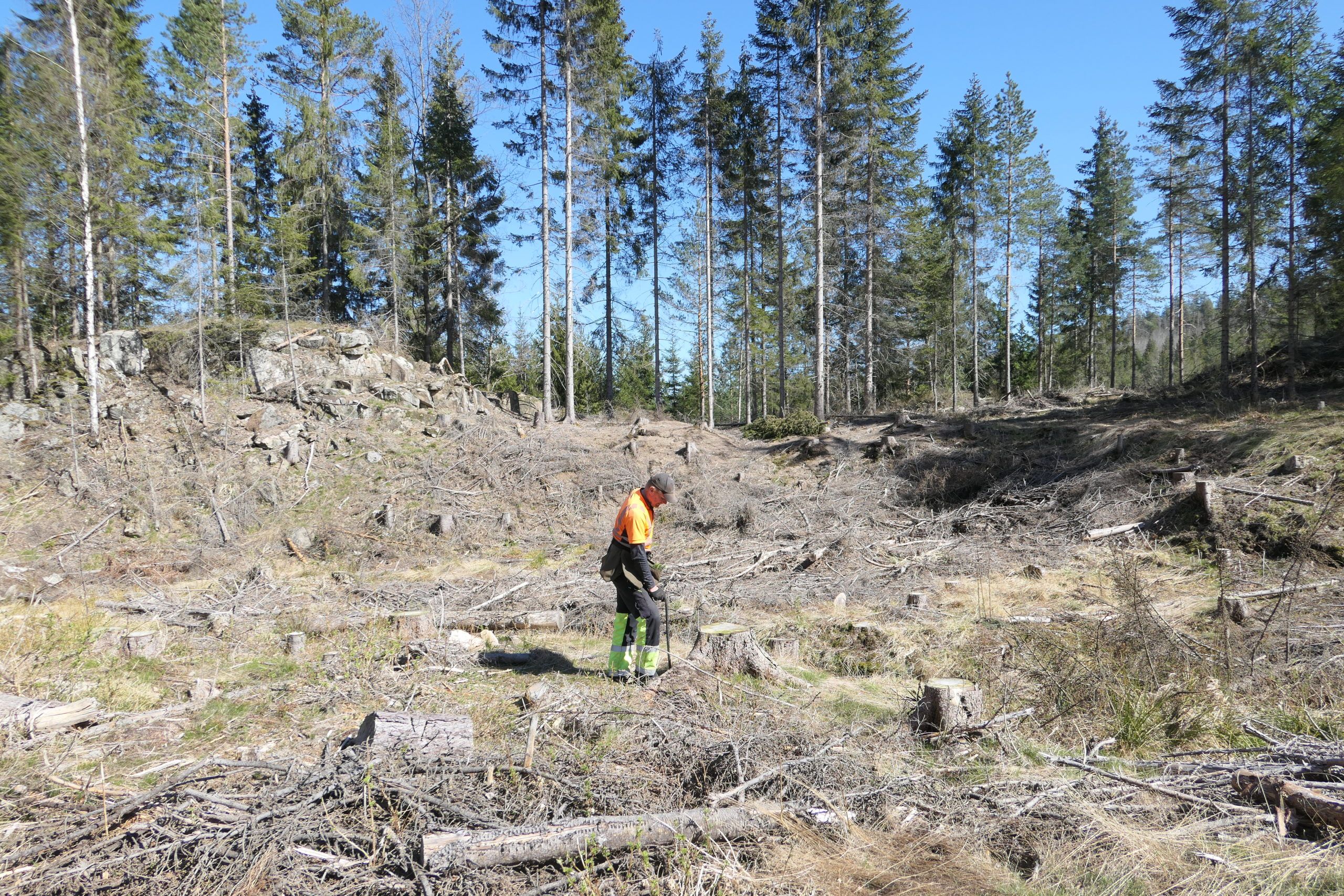 I normalår blir skogplantingen i svært stor grad utført av velorganisert og erfaren utenlandsk arbeidskraft. Basert på et ekstraordinært tilskudd og en formidabel innsats i skognæringen lyktes man likevel over all forventning med skogplantingen under pandemien.
