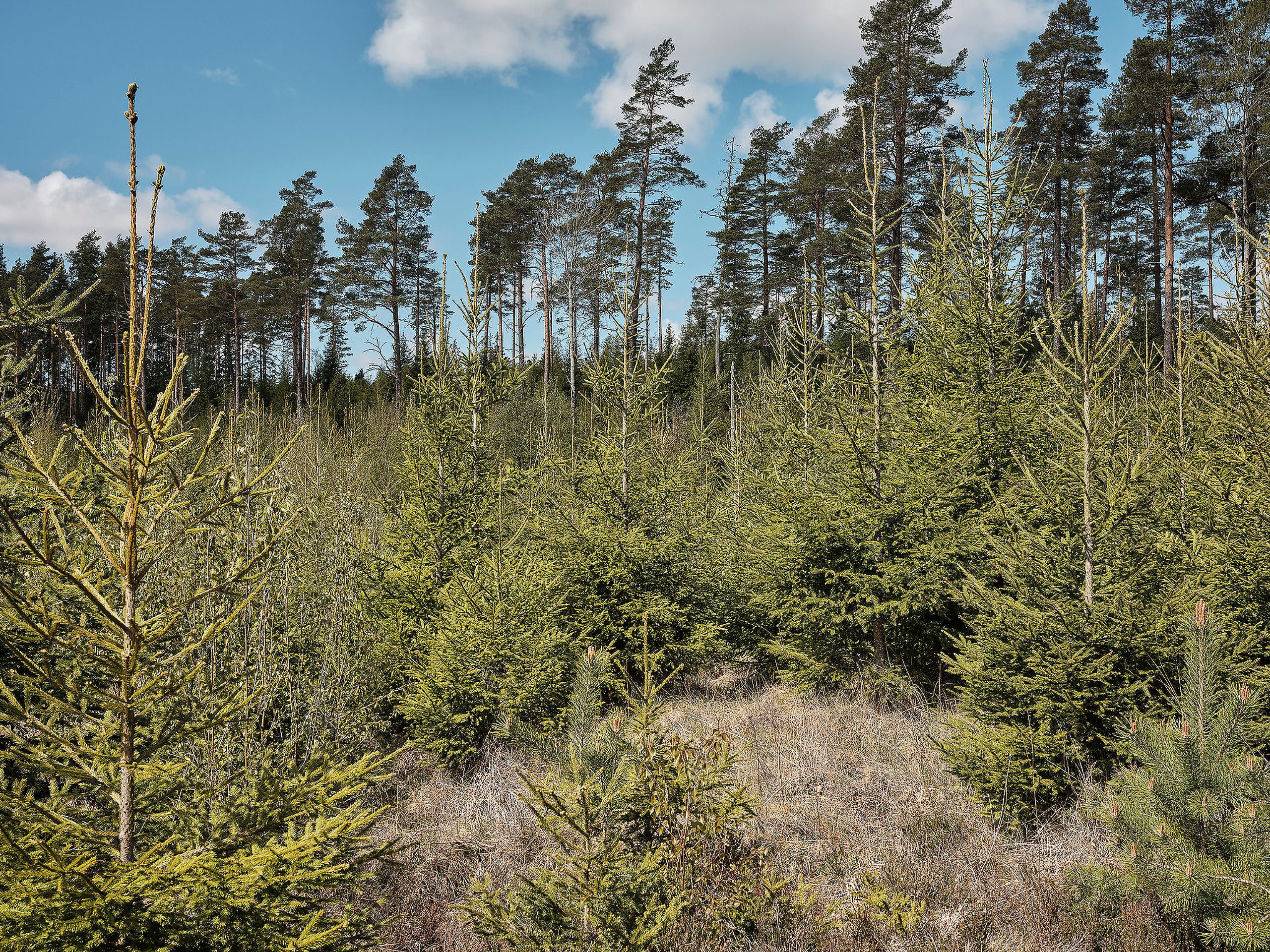 Svenske forskere har undersøkt hvor lang tid det tar før den unge skogen igjen tar opp i seg mer CO2 enn det som slippes ut i forbindelse med hogst.