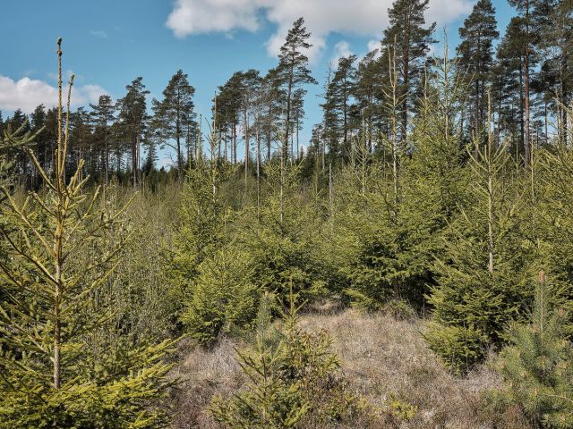 Svenske forskere har undersøkt hvor lang tid det tar før den unge skogen igjen tar opp i seg mer CO2 enn det som slippes ut i forbindelse med hogst.