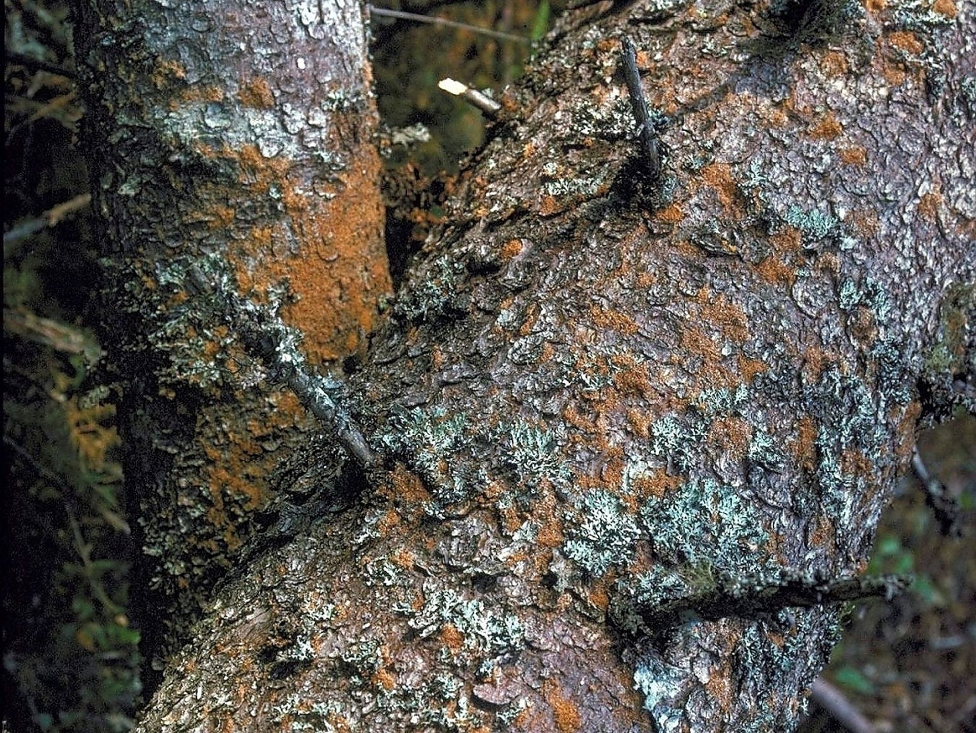 Her ser du hvordan et tre som nylig angrepet av barkbille kan se ut. Foto: NIBIO